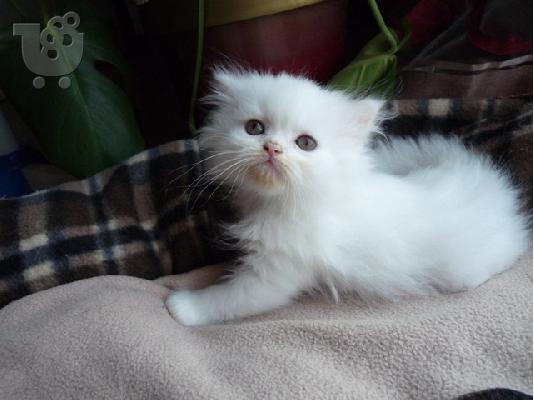 PoulaTo: Πωλούνται περσικά γατάκια άσπρα  Περσική (Persian)